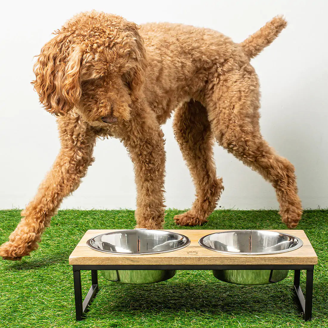 Elevated Food and Water Bowls